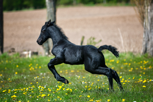 black foal