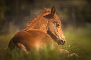 Foal