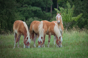 haflinger